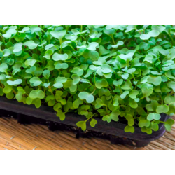 Microgreens, Cabbage 70g